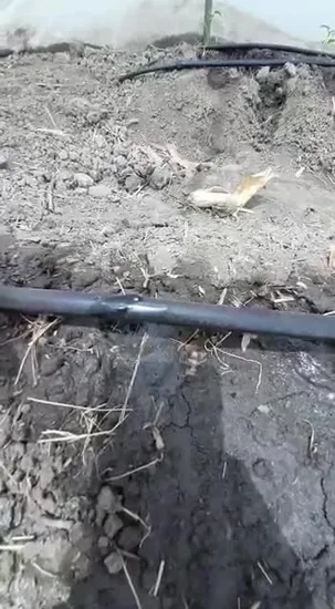 Free Sample Plant Vegetable/Animal Origin Compound Amino Acid Protein Powder